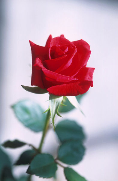 Wikipedia-PD Rose